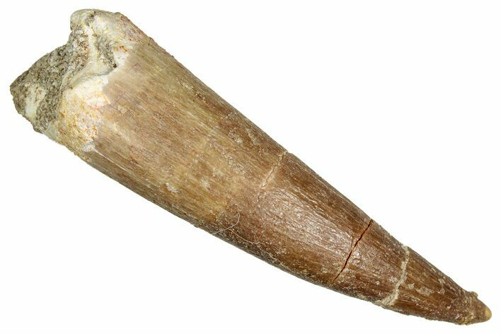 Fossil Plesiosaur (Zarafasaura) Tooth - Morocco #344261